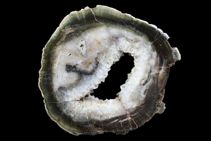 Triassic Petrified Wood (Woodworthia) Round - Zimbabwe #167949